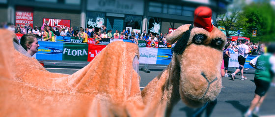 View original image on Flickr Two men in a camel costume on parade route